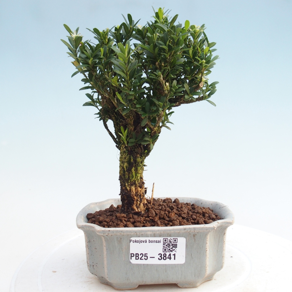 Pokojová bonsai - Buxus harlandii -korkový buxus