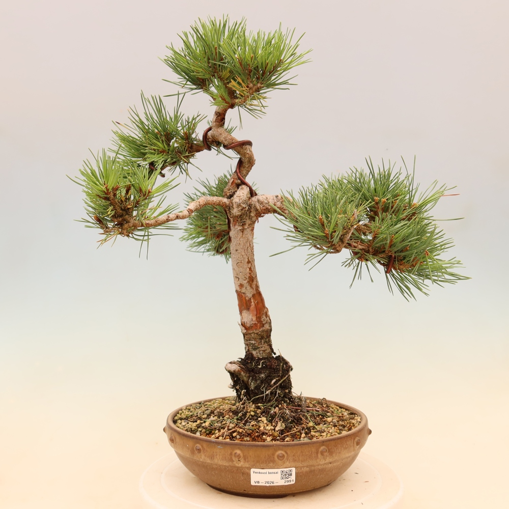 Venkovní bonsai - Pinus Sylvestris Watererri - Borovice lesní