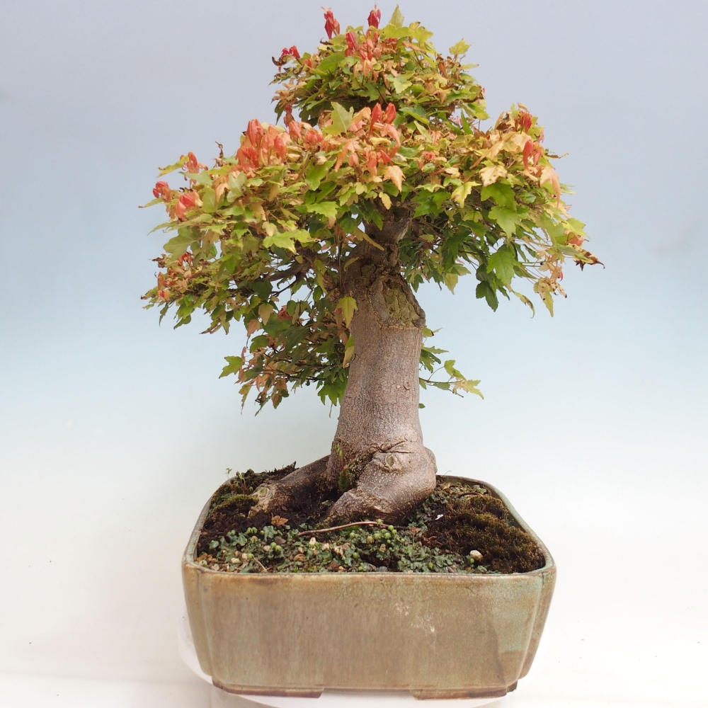 Venkovní bonsai - Acer Buergerianum - Javor Burgerův