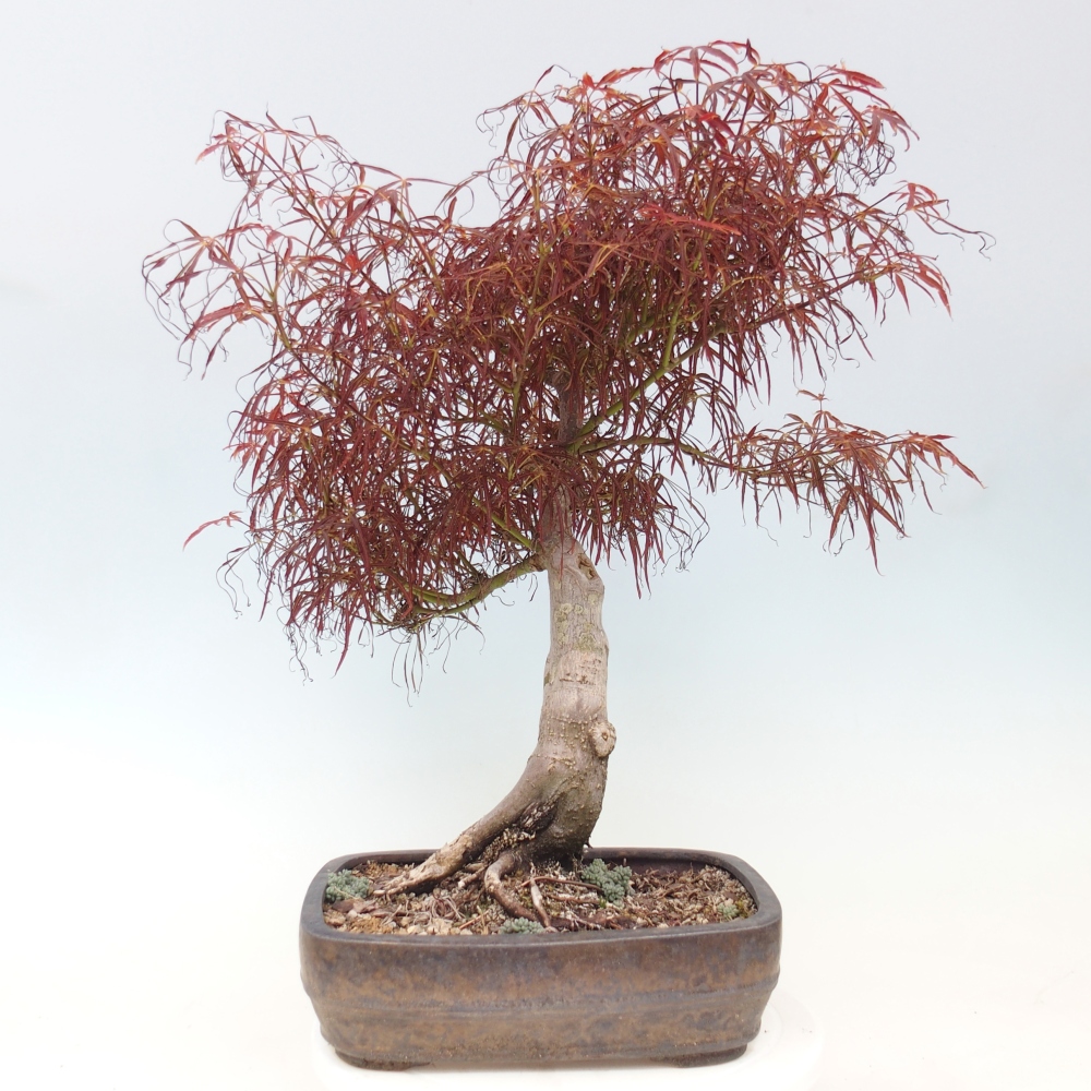 Venkovní bonsai - Javor dlanitolistý - Acer palmatum RED PYGMY