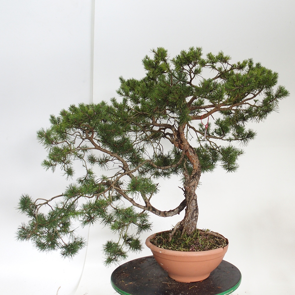Yamadori - Pinus sylvestris Španělsko