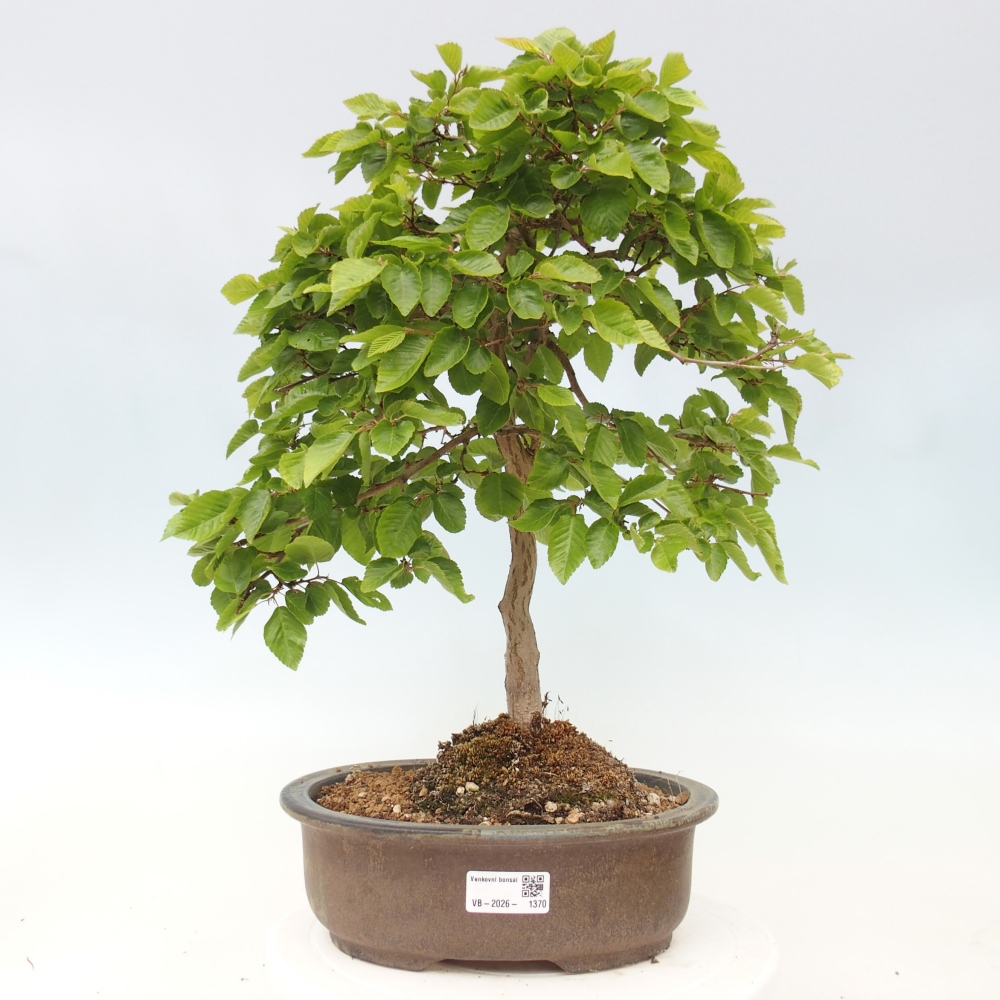 Venkovní bonsai -Carpinus CARPINOIDES - Habr korejský