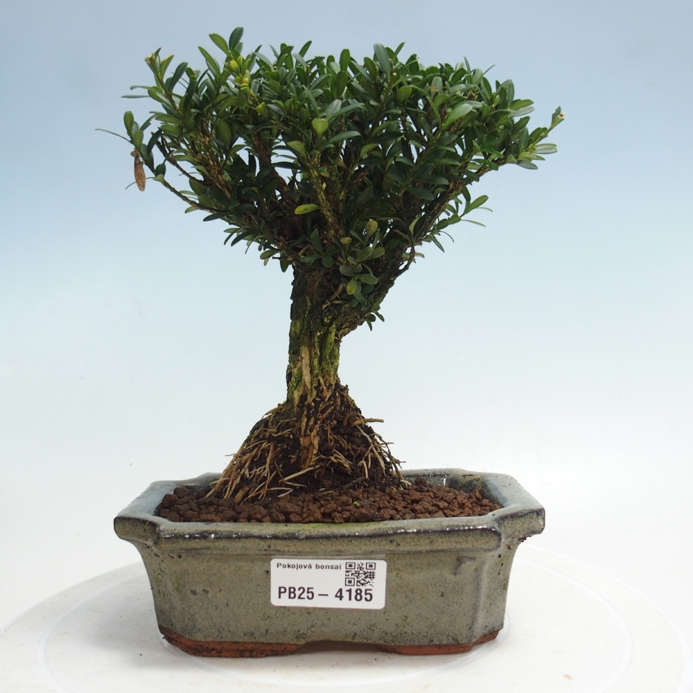 Pokojová bonsai - Buxus harlandii -korkový buxus