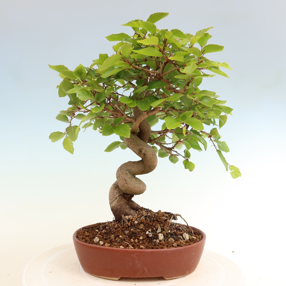 Venkovní bonsai -Carpinus coreana - Habr korejský