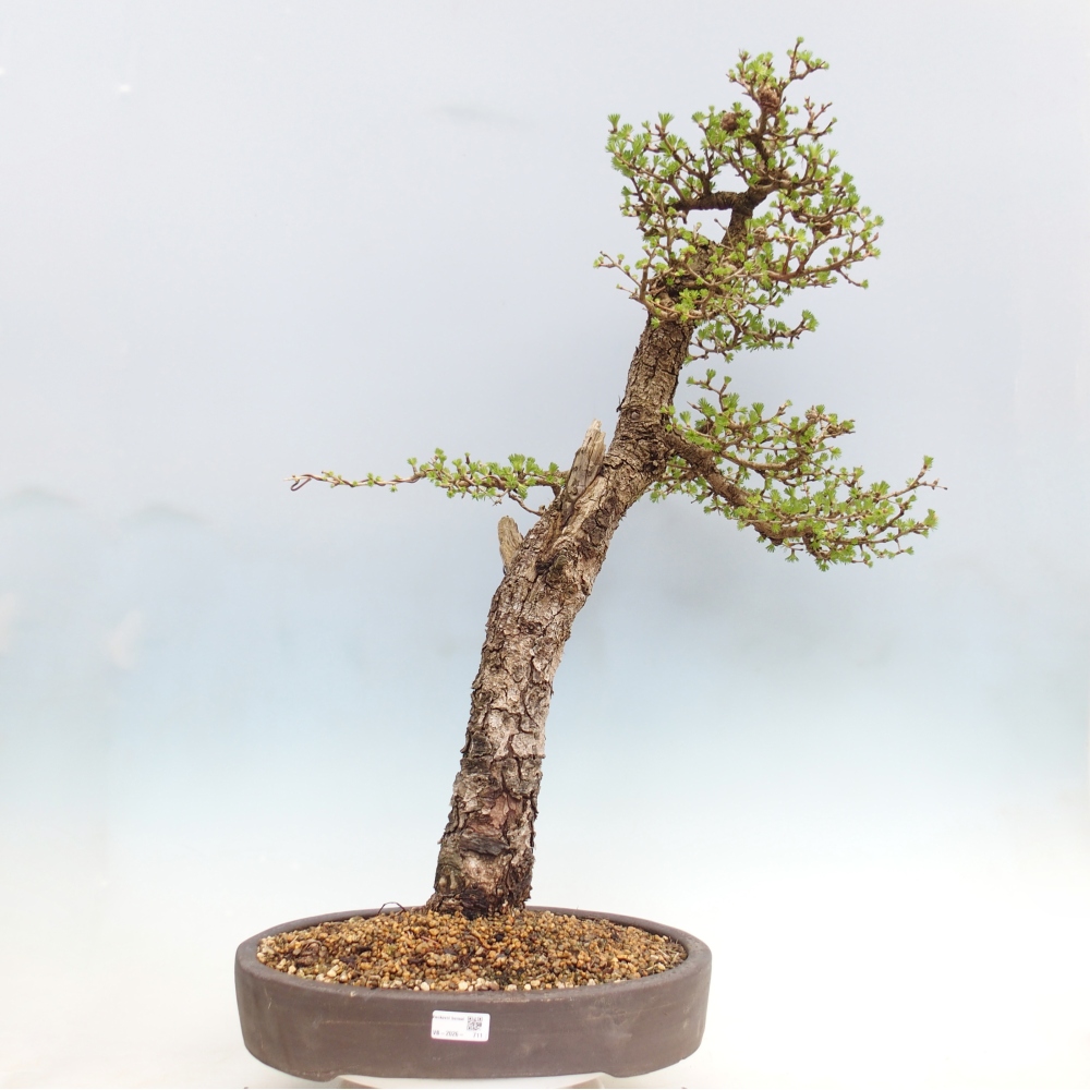 Venkovní bonsai -Larix decidua - Modřín opadavý - Pouze paletová přeprava