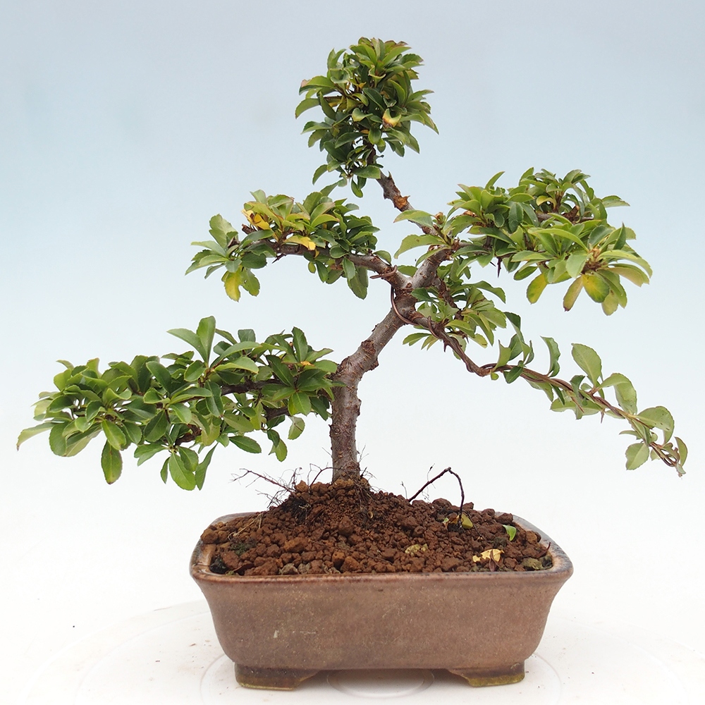 Venkovní bonsai-Pyracanta Teton -Hlohyně