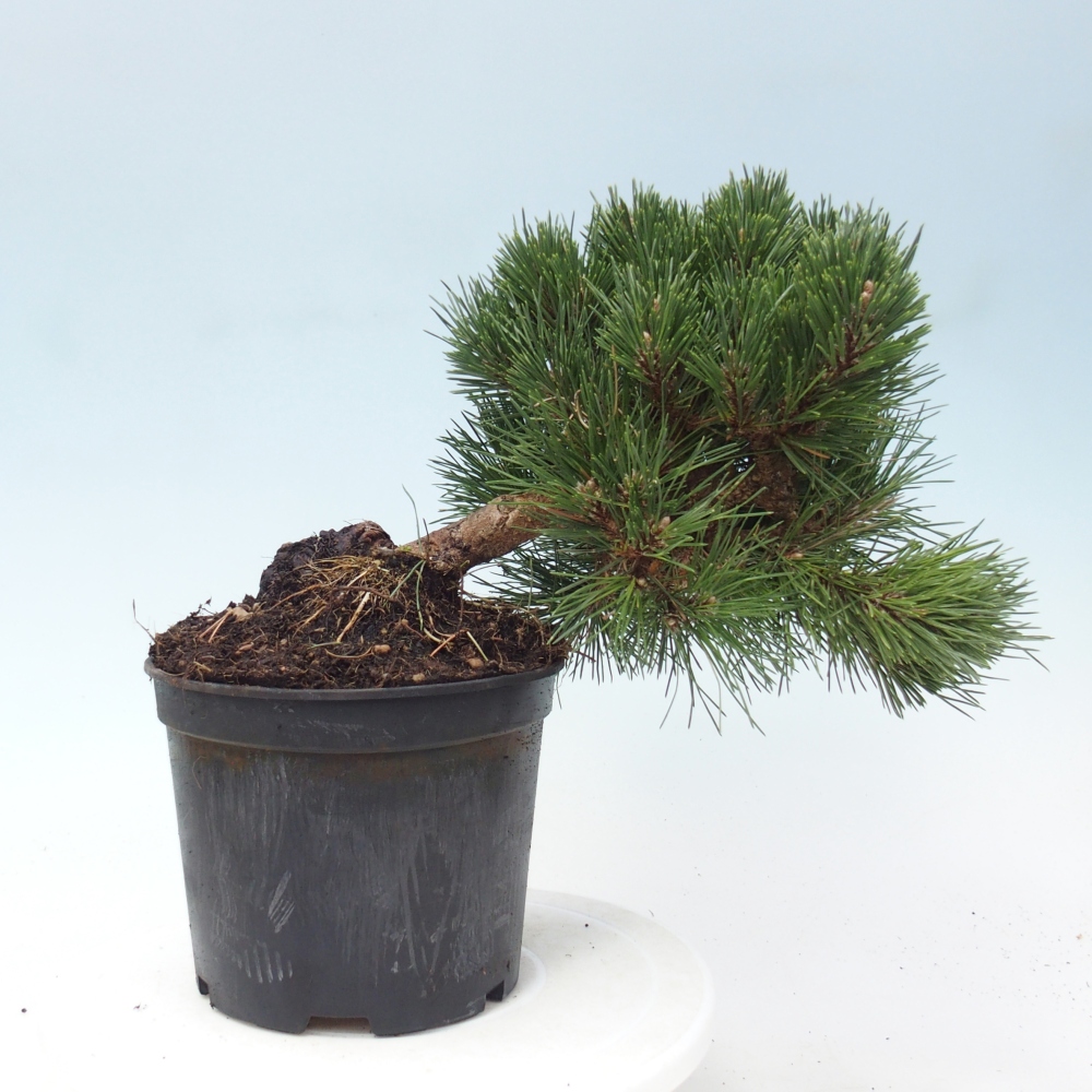Venkovní bonsai - Pinus thunbergii senjyumaru - Borovice thunbergova