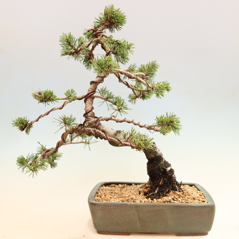 Venkovní bonsai - Pinus mugo Humpy  - Borovice kleč