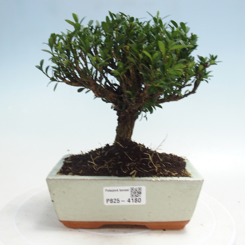 Pokojová bonsai - Buxus harlandii -korkový buxus