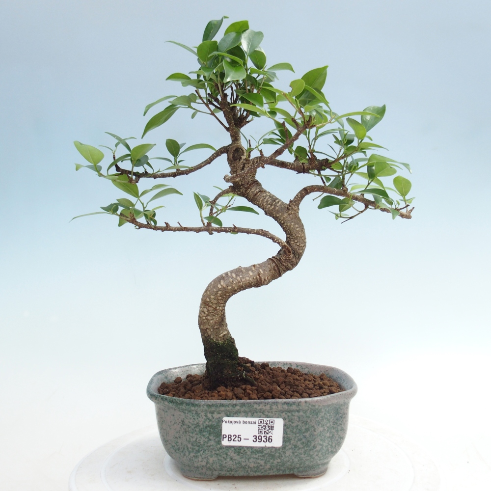 Pokojová bonsai - Ficus retusa -  malolistý fíkus