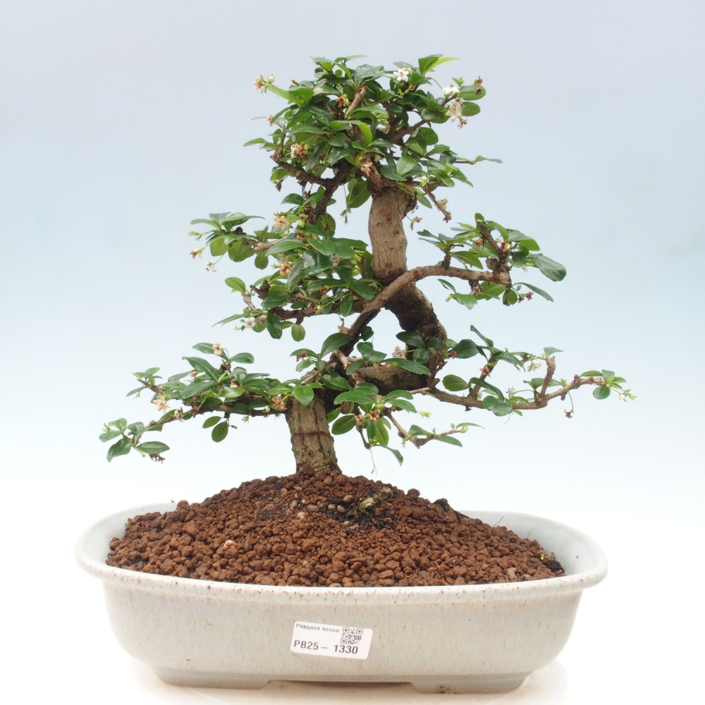 Pokojová bonsai - Carmona macrophylla - Čaj fuki