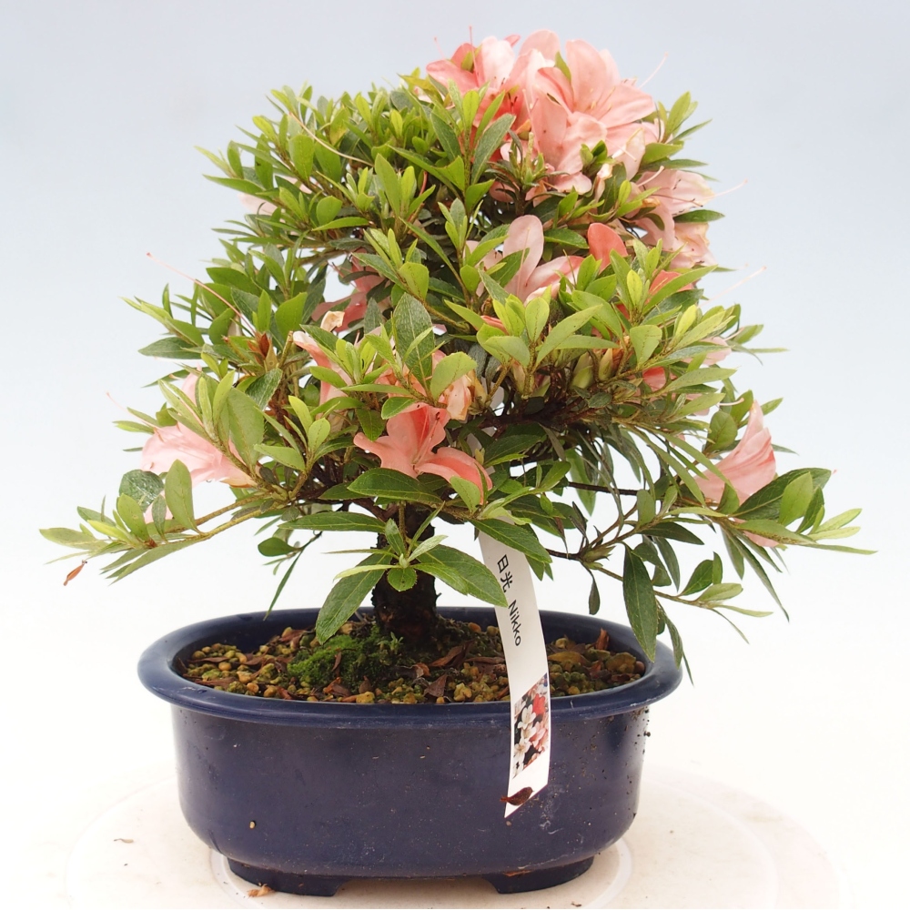 Venkovní bonsai - Japonská azalka - Azalea Nikko