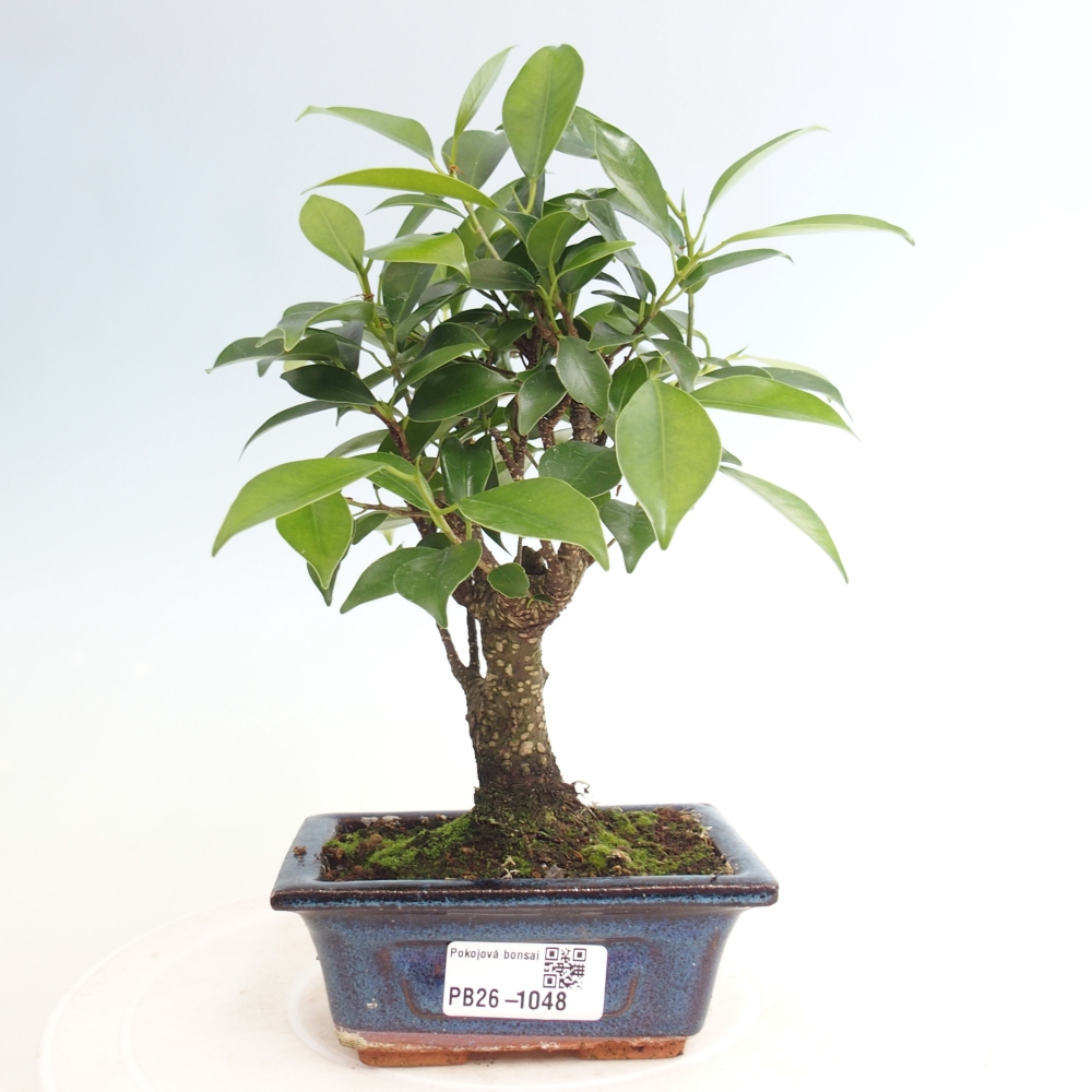 Pokojová bonsai Ficus retusa kimmen