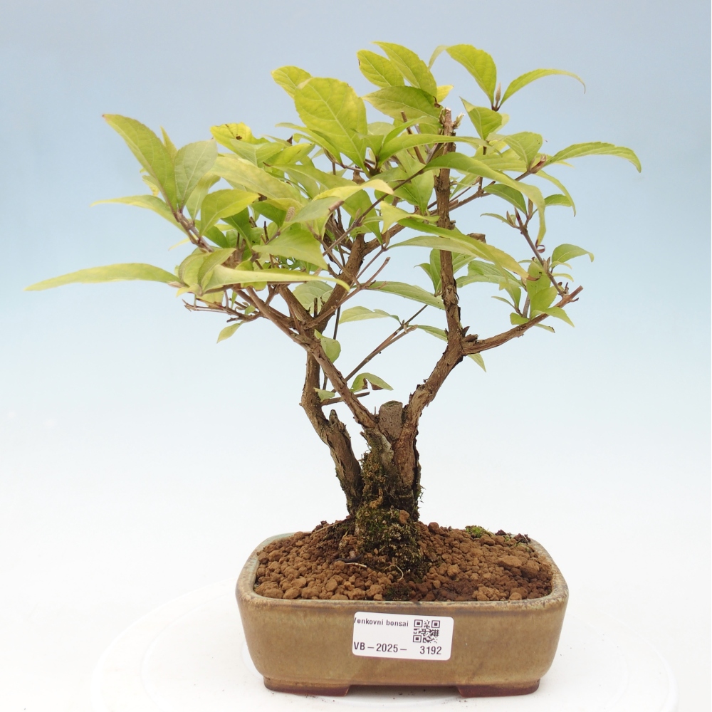 Venkovní bonsai - krásnoplodka - Callicarpa japonica