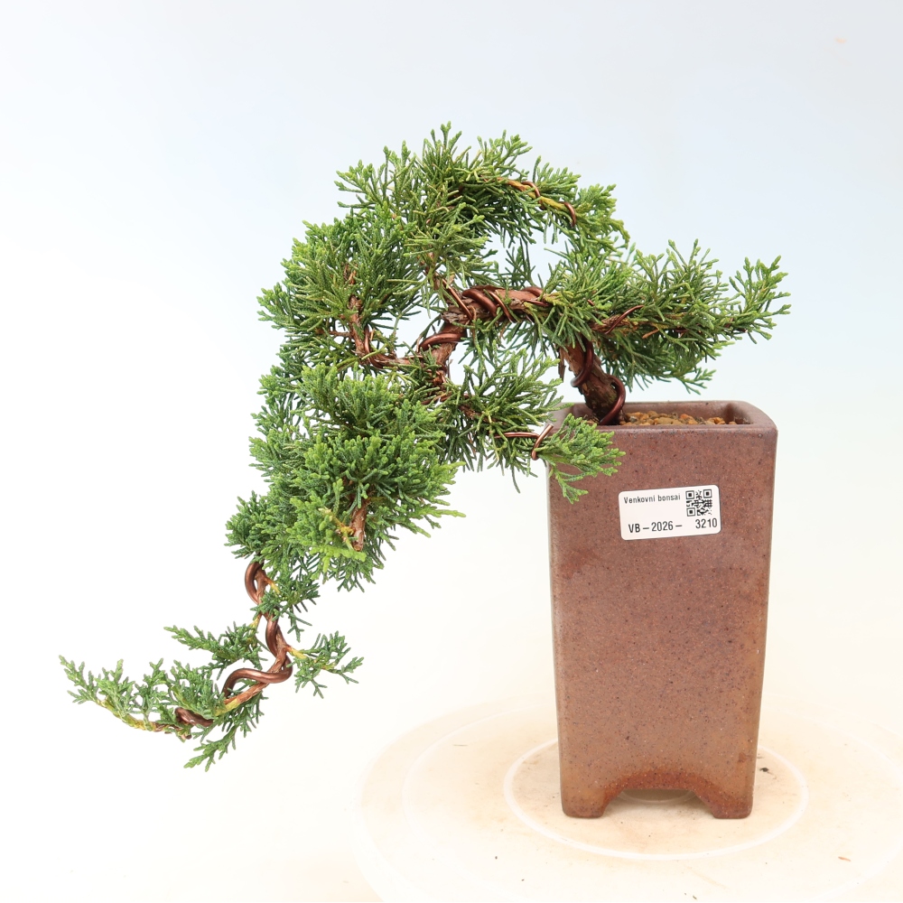 Venkovní bonsai - Juniperus chinensis Kishu -Jalovec čínský