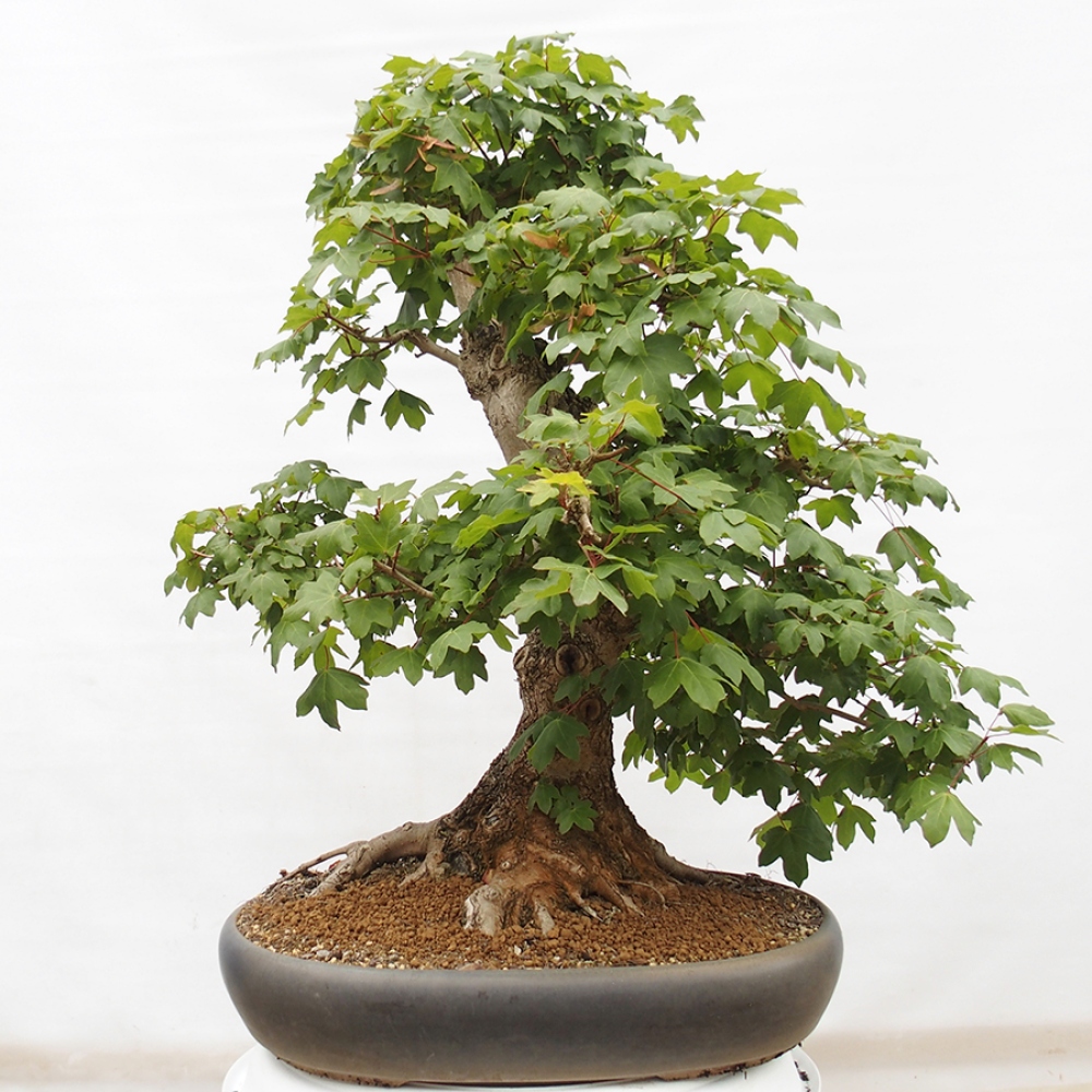 Venkovní bonsai -Javor babyka - Acer campestre