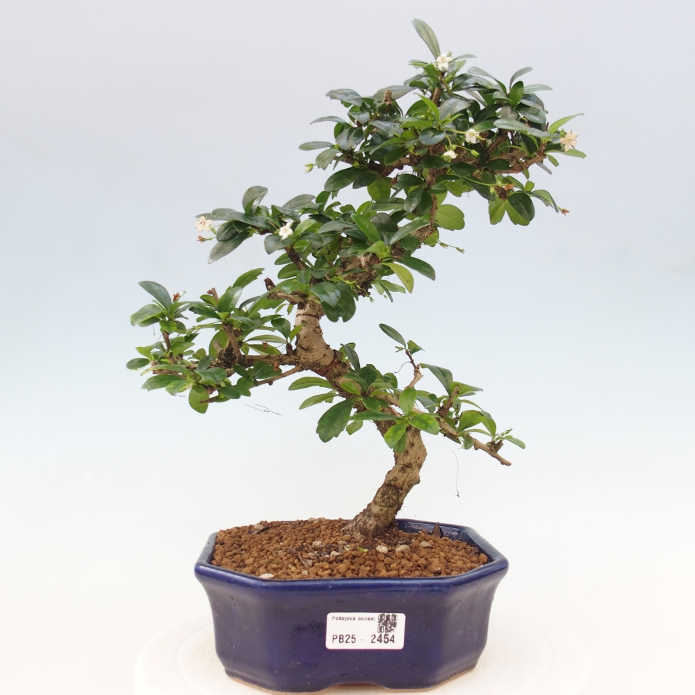 Pokojová bonsai - Carmona macrophylla - Čaj fuki