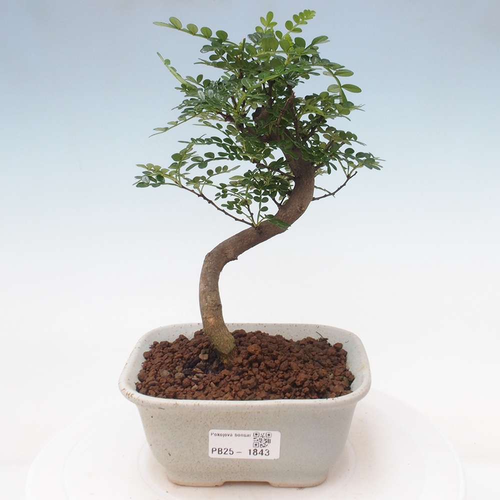 Pokojová bonsai - Zantoxylum piperitum - pepřovník