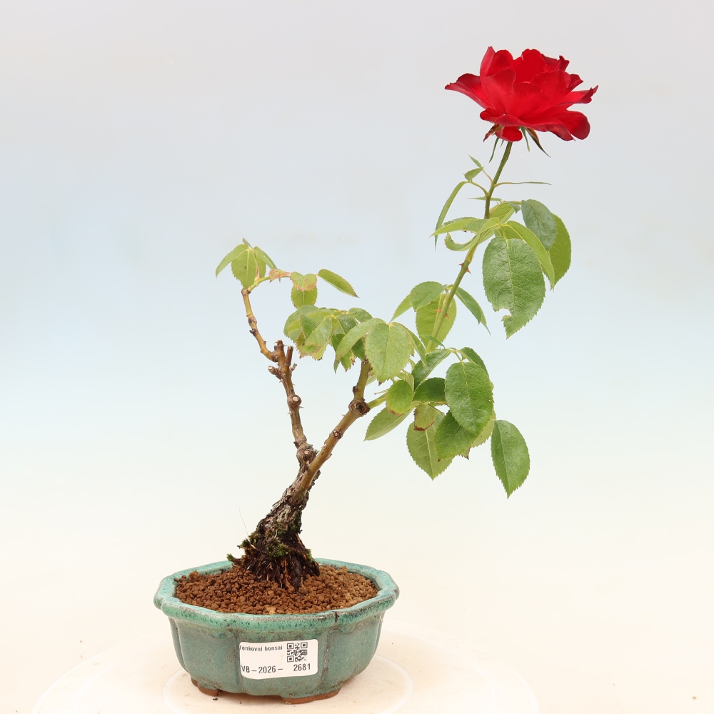 Venkovní bonsai - Rosa Kordes -  růže
