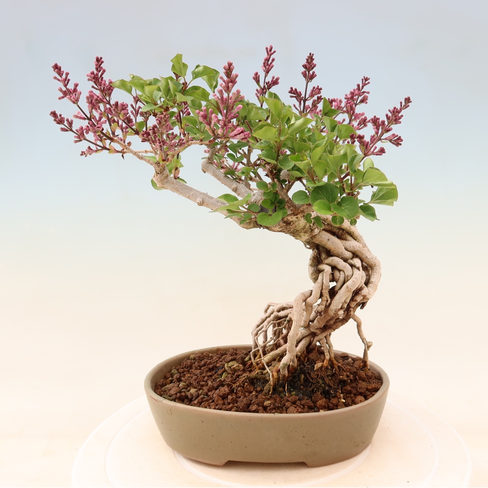 Venkovní  bonsai -  Syringa microphylla - malokvětý šeřík
