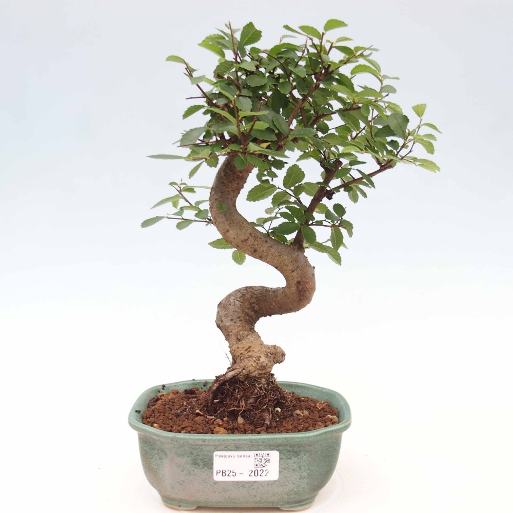 Pokojová bonsai-Malolistý jilm 