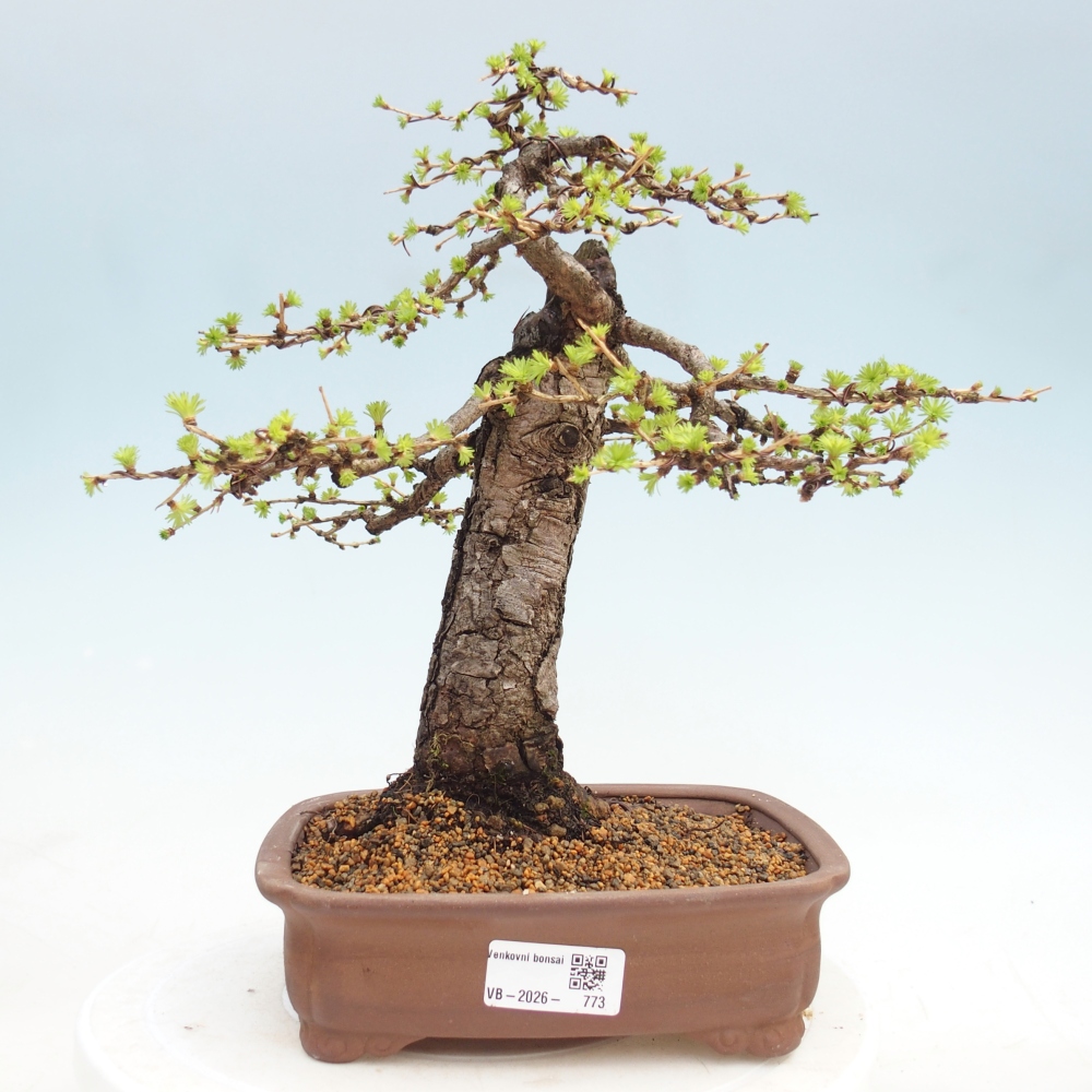 Venkovní bonsai -Larix decidua - Modřín opadavý 