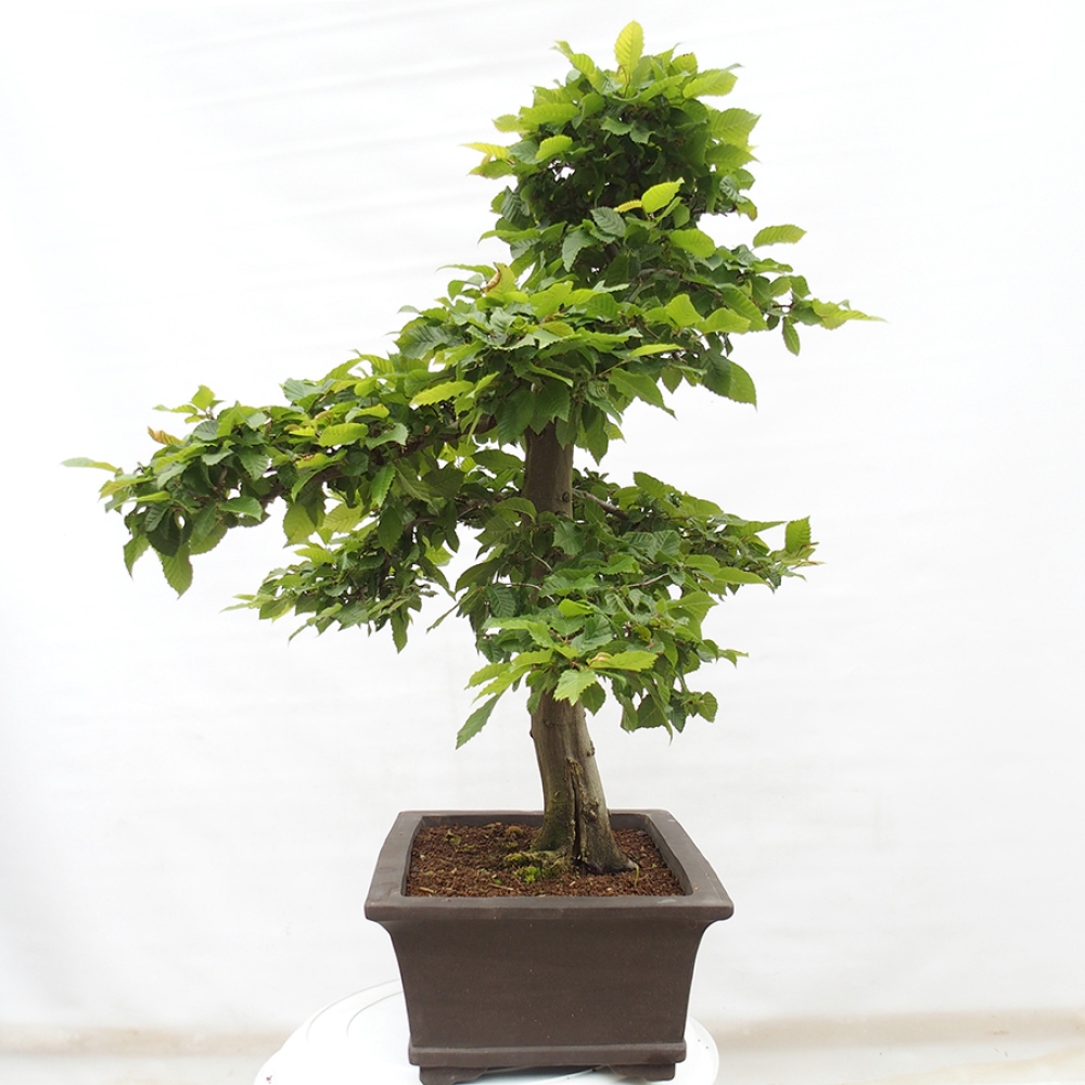 Venkovní bonsai - Habr obecný - Carpinus betulus