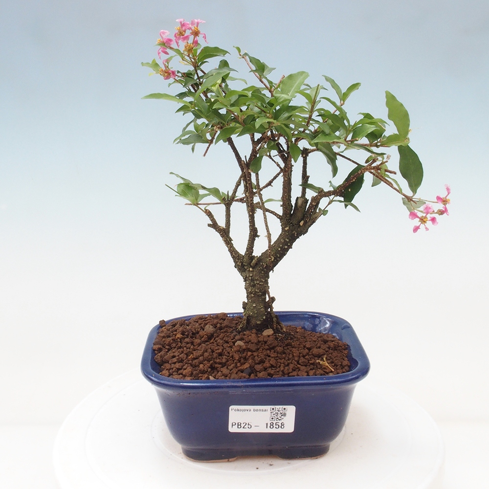 Pokojová bonsai - Malpighia coccigera- Barbdorská třešeň