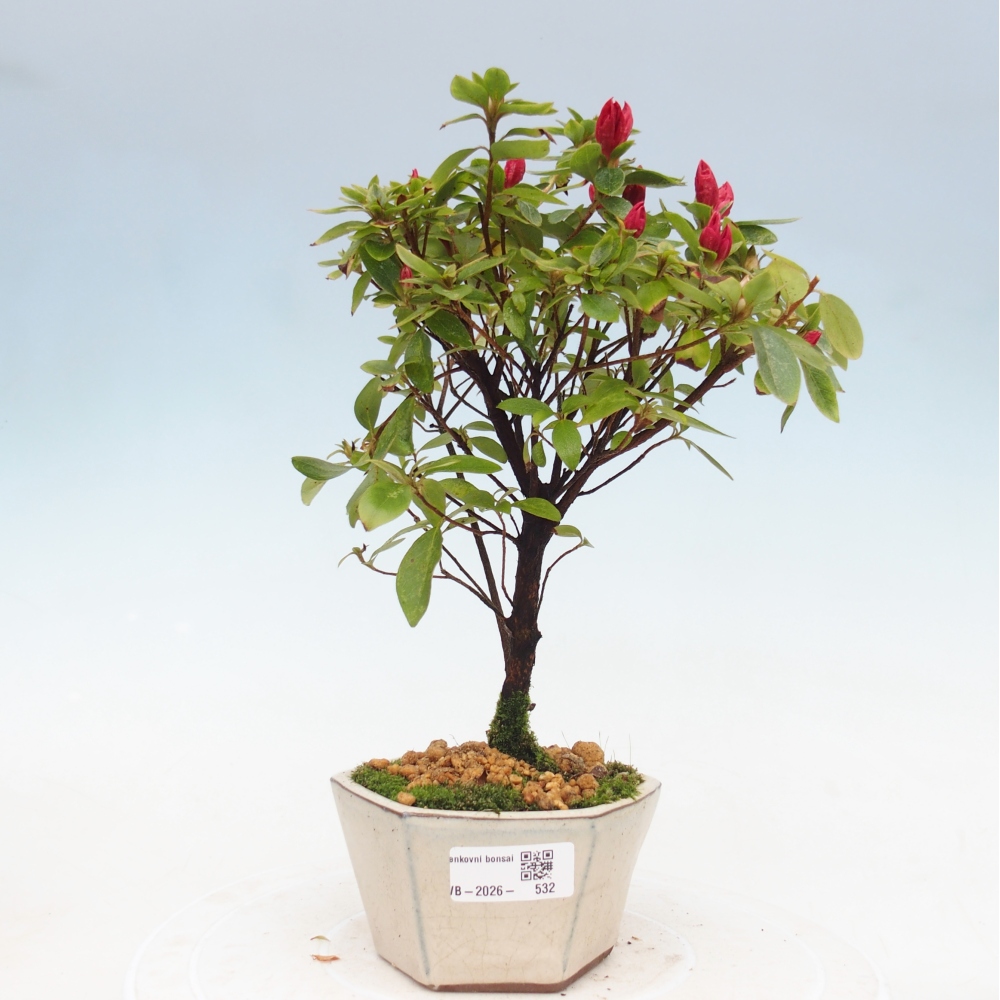 Venkovní bonsai - Japonská azalka - Azalea sp.