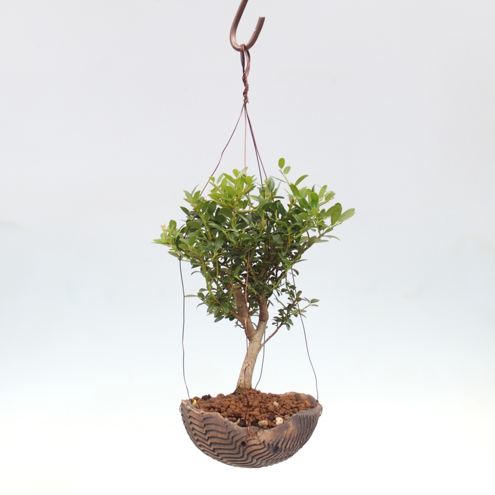 Kokedama v keramice - Ilex crenata - Cesmína
