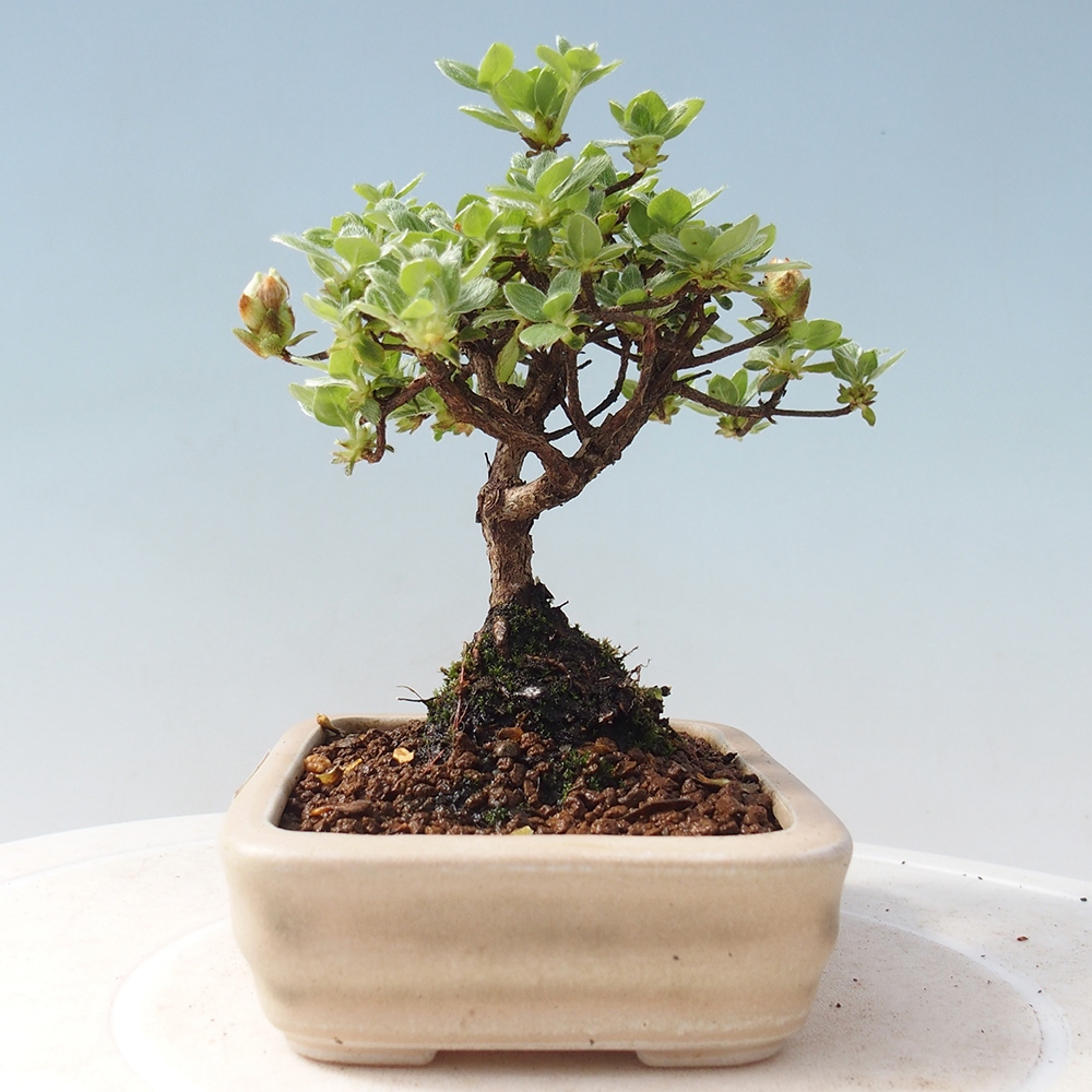 Venkovní bonsai - Rhododendron indicum - Japonská azalka