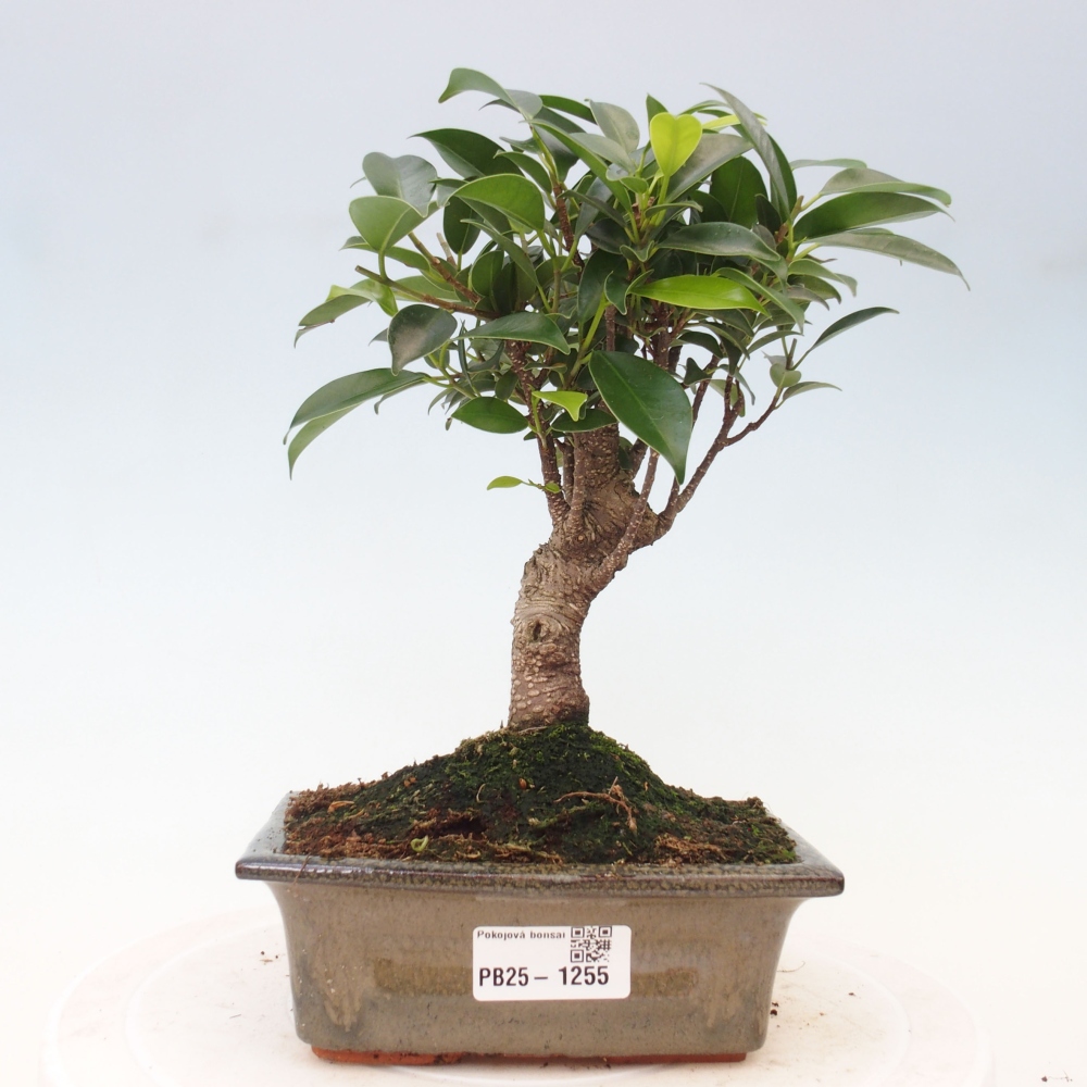Pokojová bonsai - Ficus retusa -  malolistý fíkus