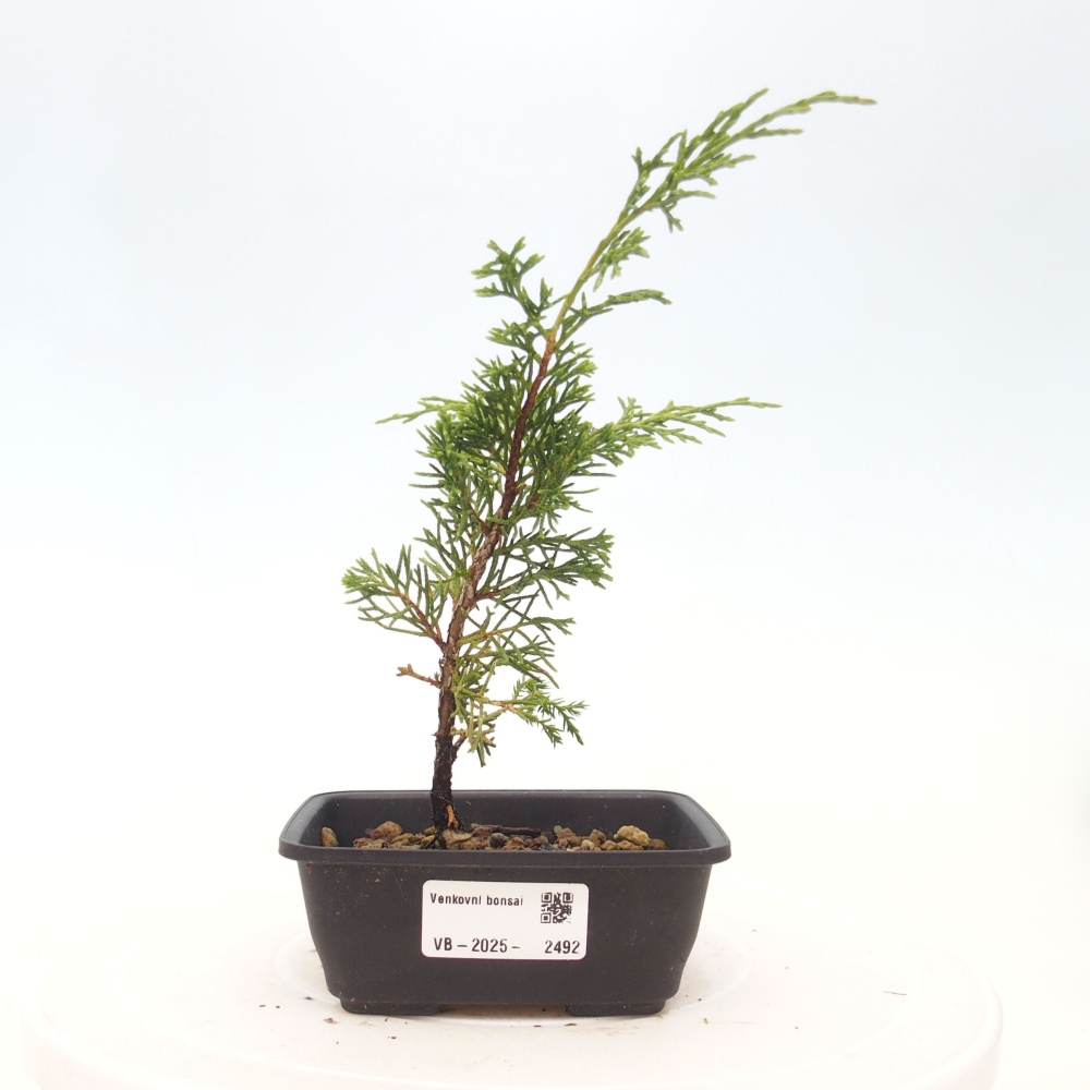 Venkovní bonsai - Juniperus chinensis Itoigawa -Jalovec čínský