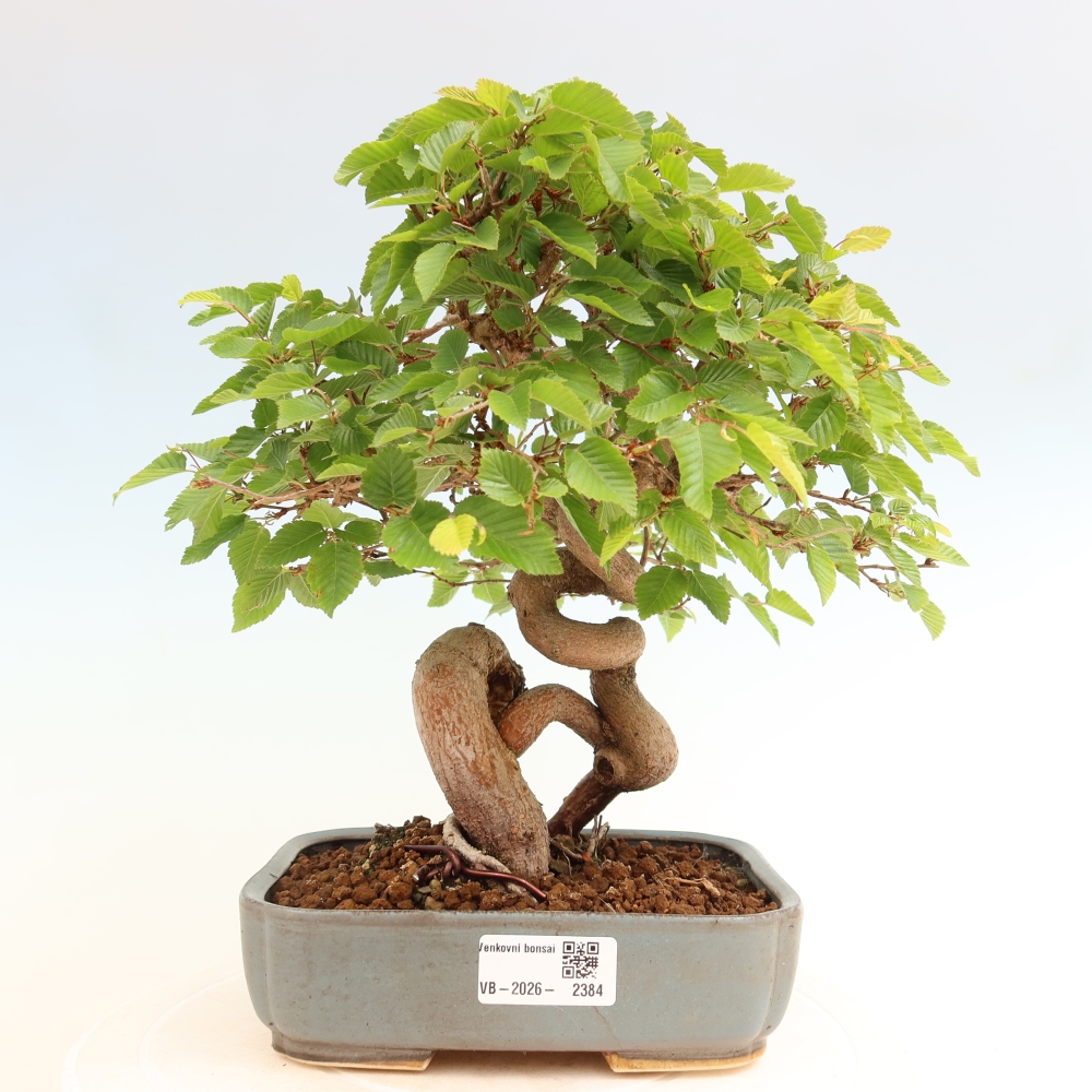 Venkovní bonsai -Carpinus coreana - Habr korejský