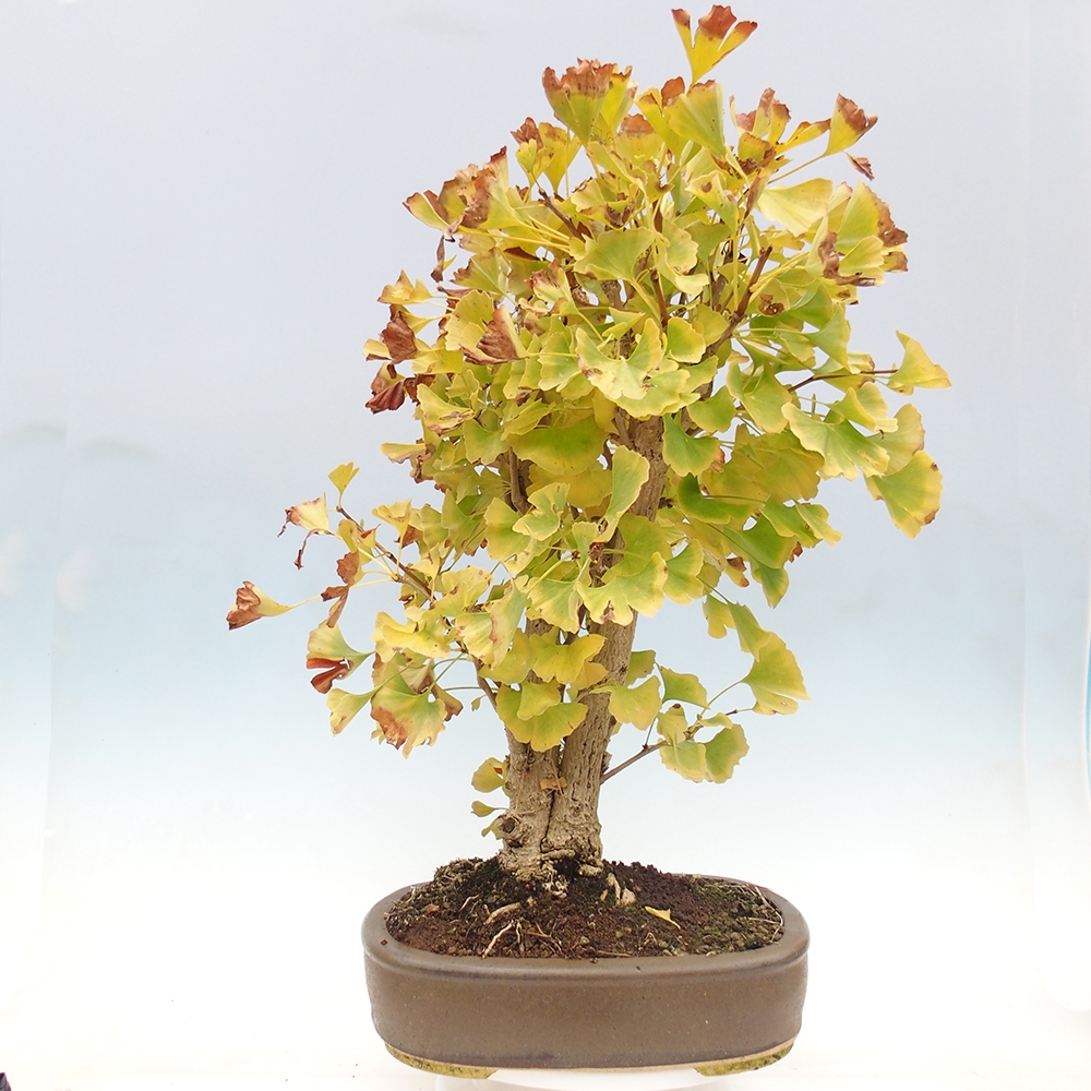 Venkovní bonsai - Jinan dvoulaločný - Ginkgo biloba