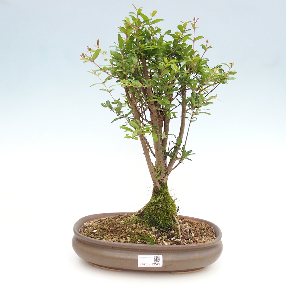 Pokojová bonsai-PUNICA granatum nana-Granátové jablko