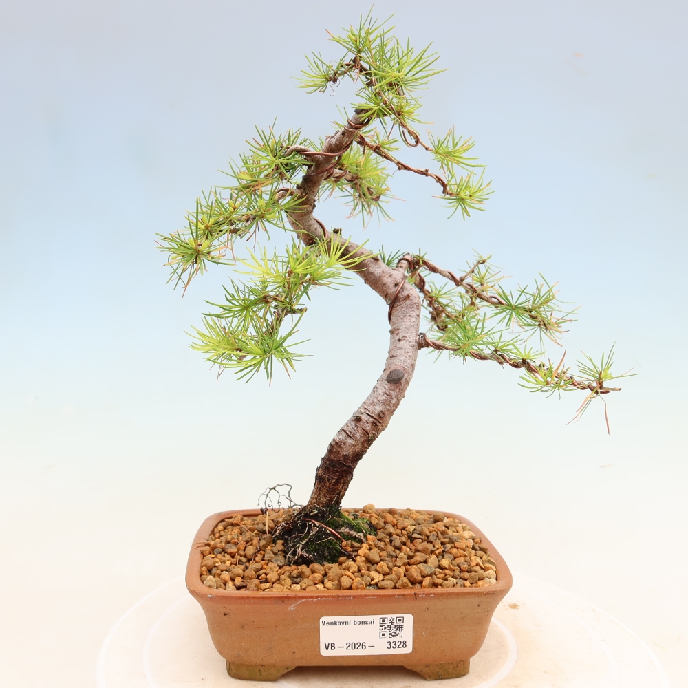 Venkovní bonsai -Larix decidua - Modřín opadavý 