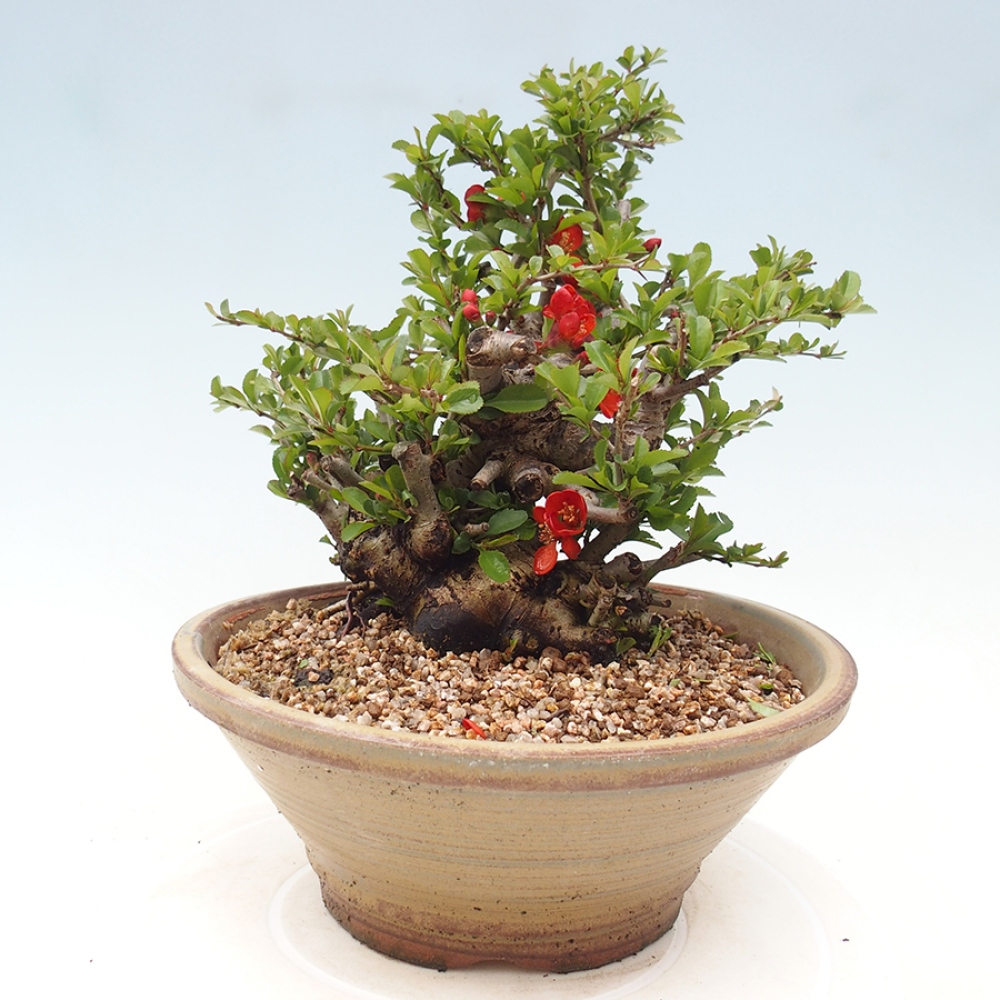 Venkovní  bonsai -  Chaneomeles speciosa - Kdoulovec ozdobný
