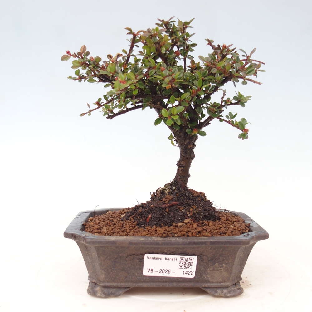 Venkovní bonsai - Cotoneaster horizontalis - Skalník