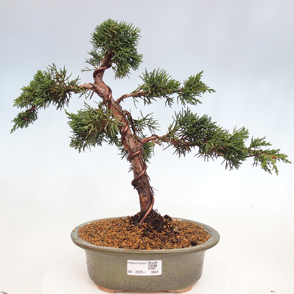 Venkovní bonsai - Juniperus chinensis Kishu -Jalovec čínský