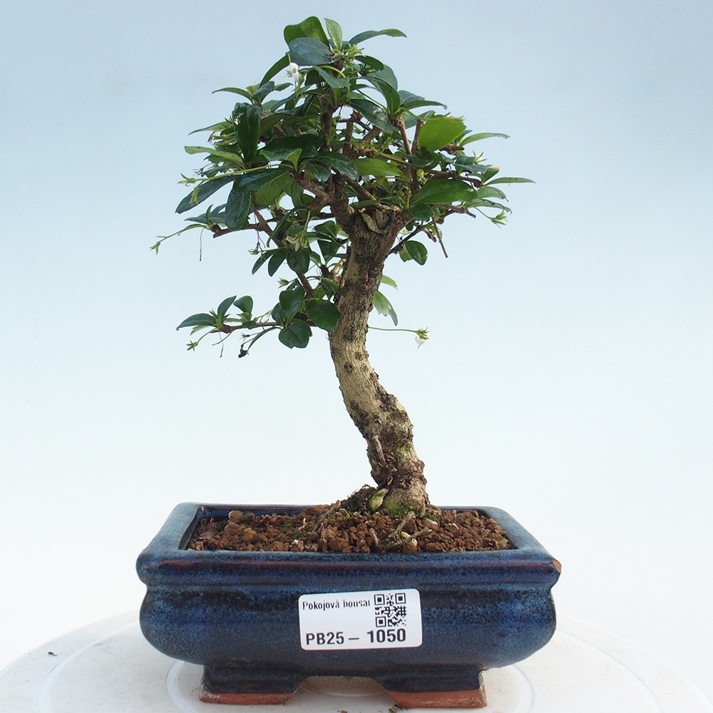 Pokojová bonsai - Carmona macrophylla - Čaj fuki
