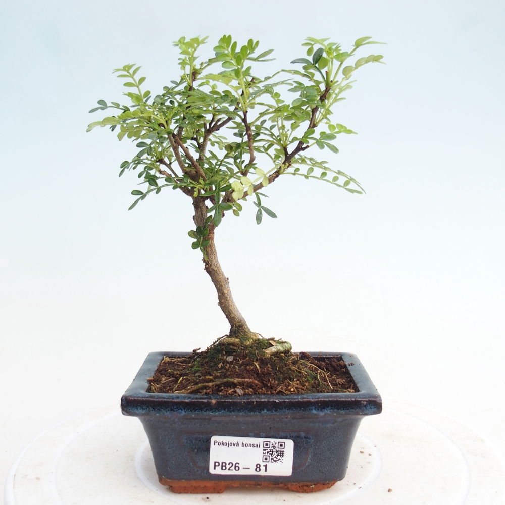 Pokojová bonsai - Zantoxylum piperitum - pepřovník