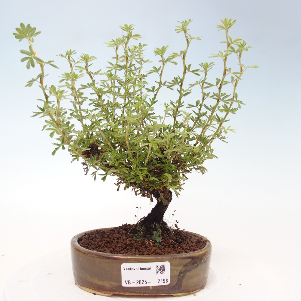 Venkovní bonsai-Mochna křovitá - potentila fruticosa yellow Bird