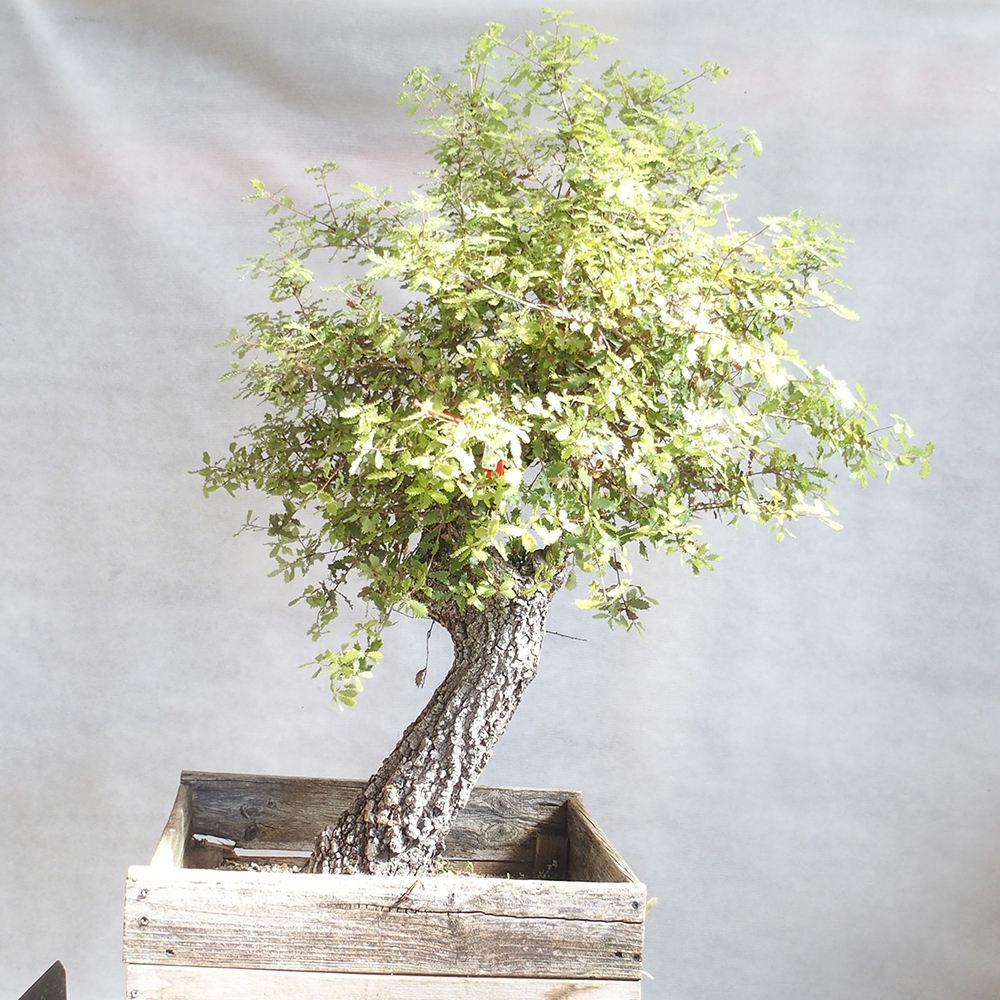 Venkovní bonsai Quercus Cerris - Dub Cer