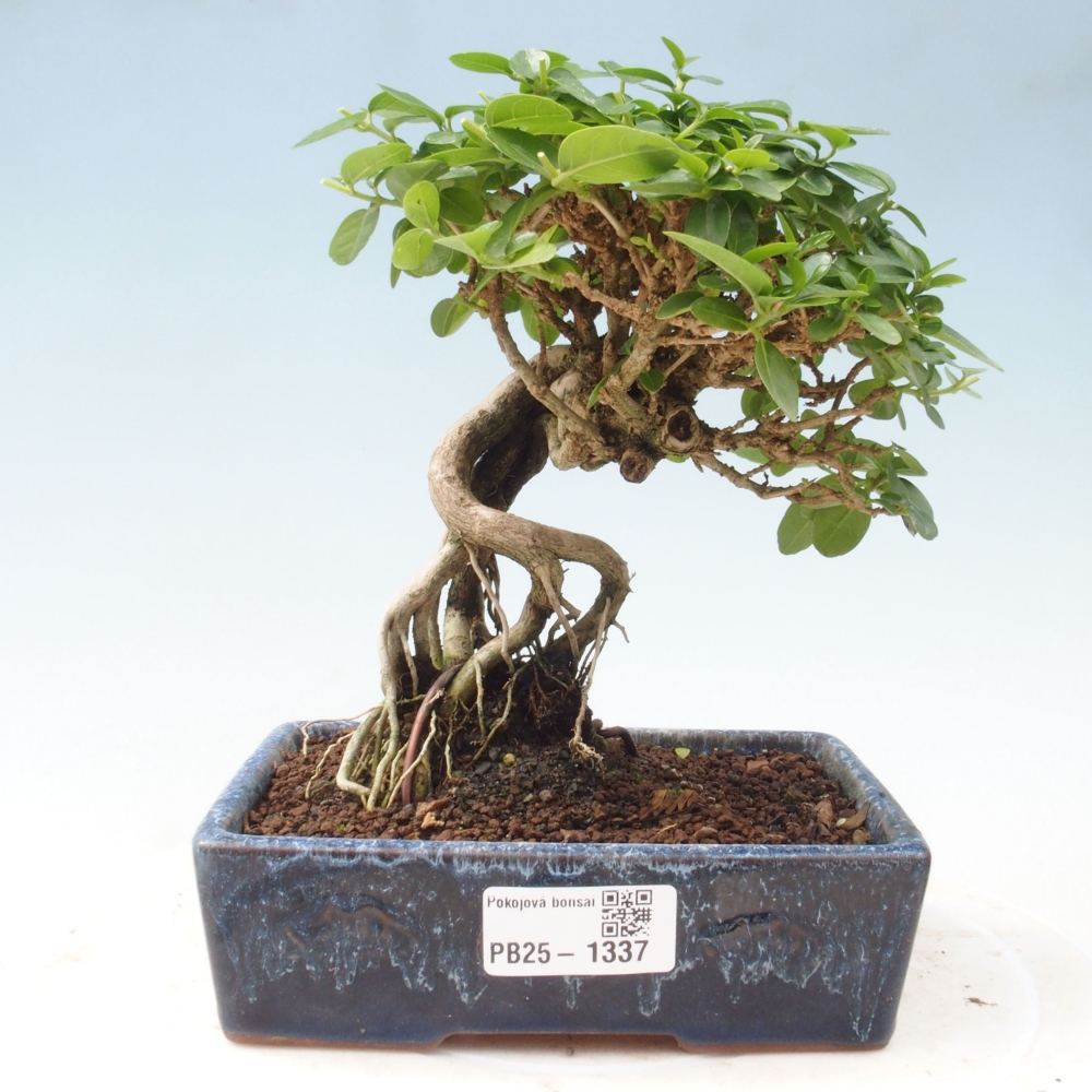 Pokojová bonsai - Premna serratifolia  - Kozlovoň malolistá