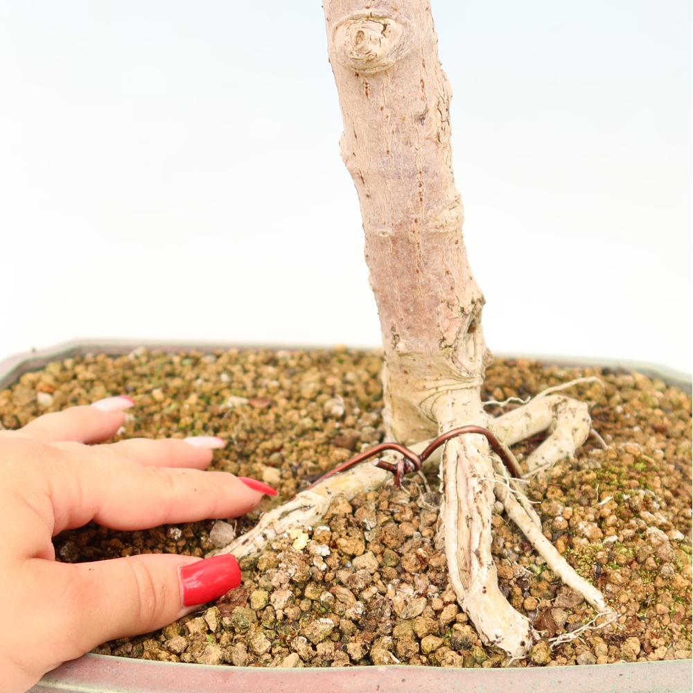 Pokojová bonsai - Hibiscus tiliaceus - Ibišek lípovitý, morský