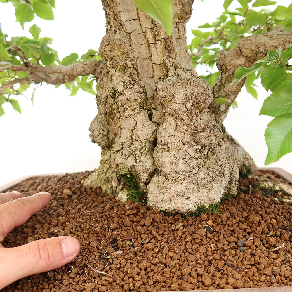 Venkovní bonsai -Carpinus Coreana - Habr korejský