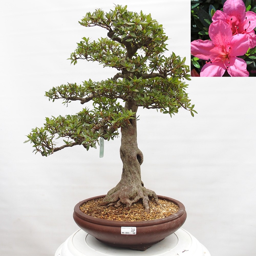 Venkovní bonsai - Japonská azalka - Azalea Osakazumi