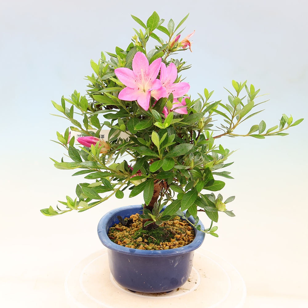 Venkovní bonsai - Japonská azalka - Azalea Yoko