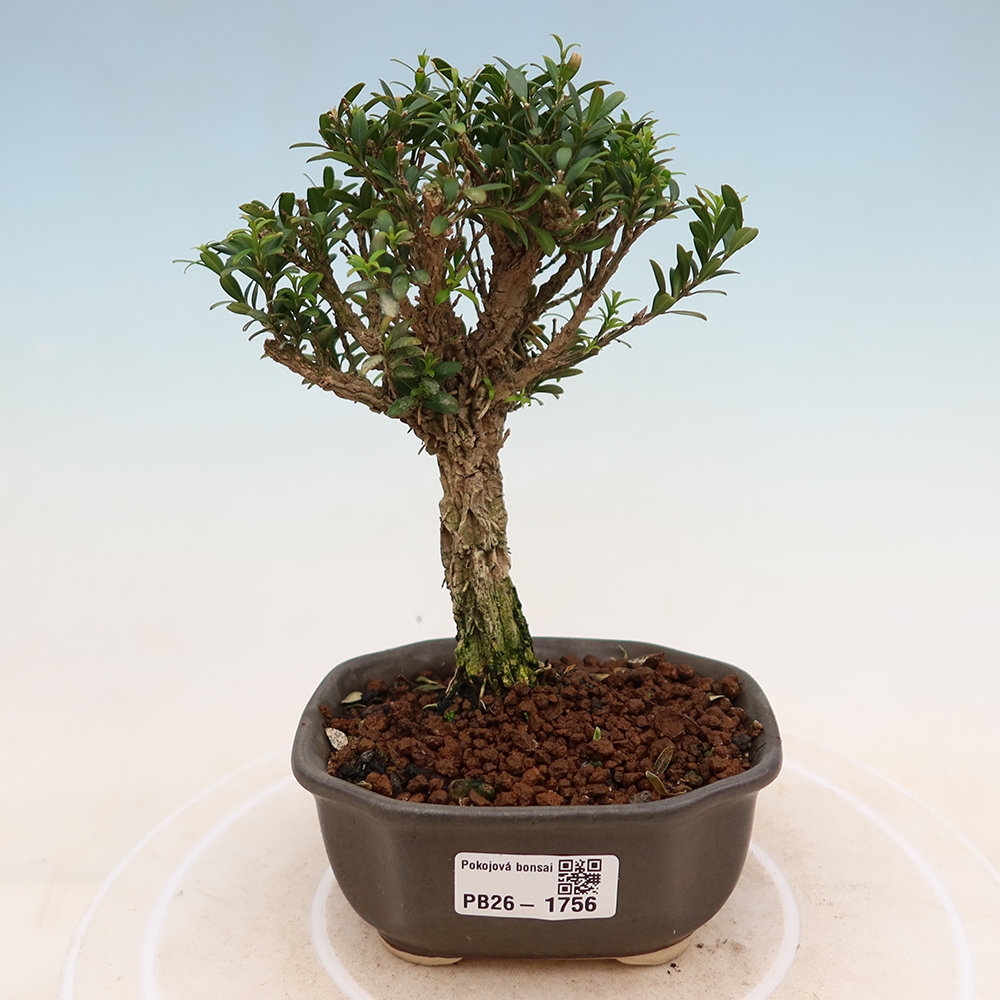 Pokojová bonsai - Buxus harlandii -korkový buxus